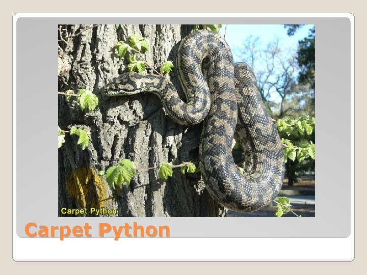 Chapter 28 Section 1 Reptiles Section 2 Birds