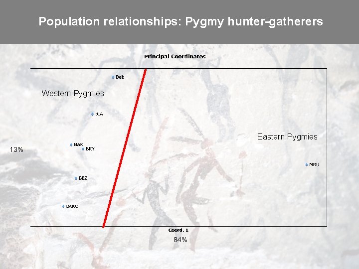 Population relationships: Pygmy hunter-gatherers Western Pygmies Eastern Pygmies 13% 84% 
