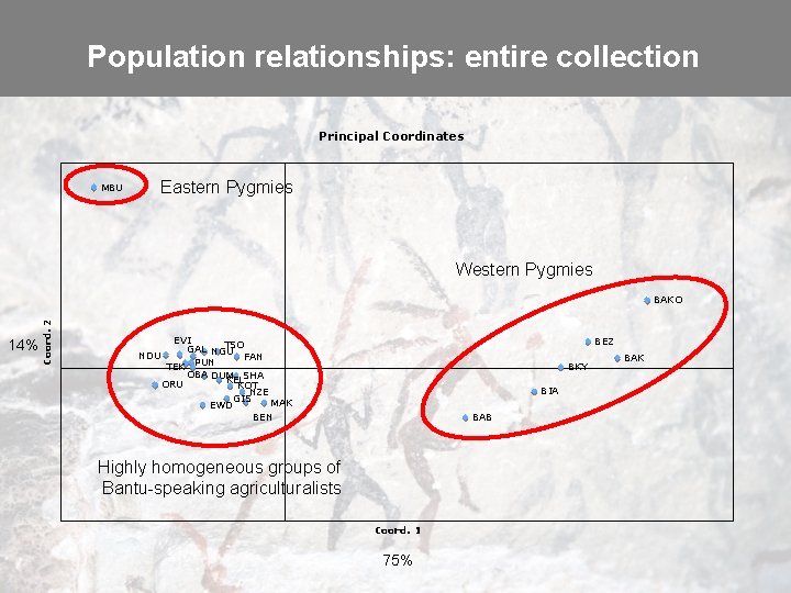 Population relationships: entire collection Principal Coordinates MBU Eastern Pygmies Western Pygmies 14% Coord. 2