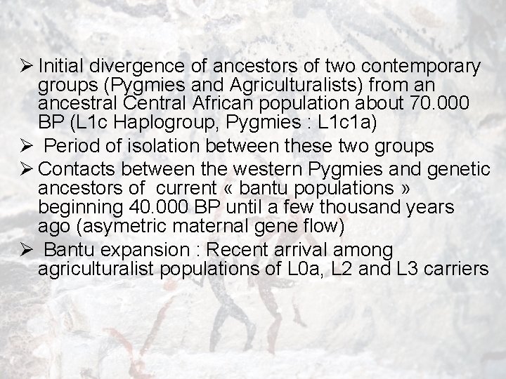 Ø Initial divergence of ancestors of two contemporary groups (Pygmies and Agriculturalists) from an