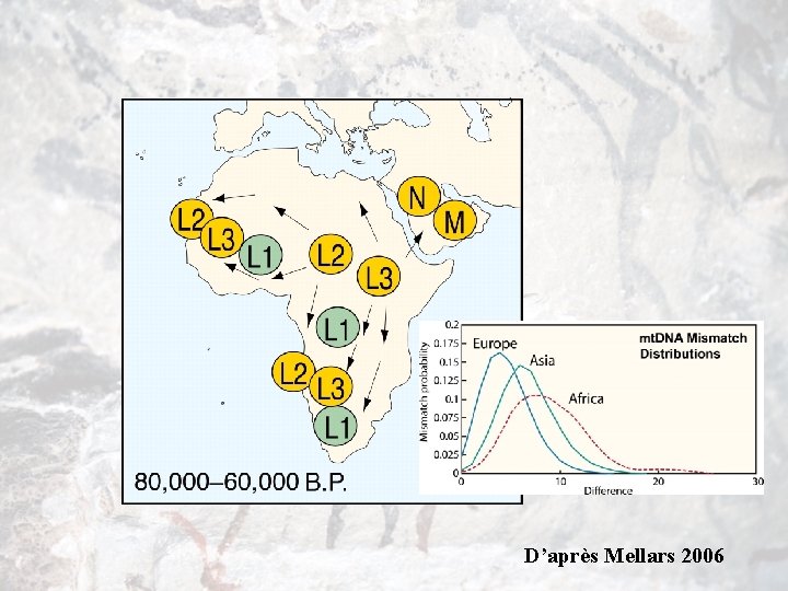 D’après Mellars 2006 