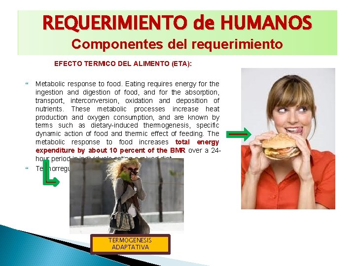 REQUERIMIENTO de HUMANOS Componentes del requerimiento EFECTO TERMICO DEL ALIMENTO (ETA): Metabolic response to