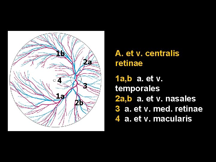 1 b 4 1 a 2 a 3 2 b A. et v. centralis