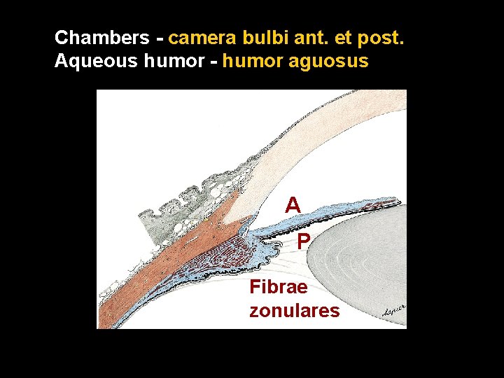 Chambers - camera bulbi ant. et post. Aqueous humor - humor aguosus A P