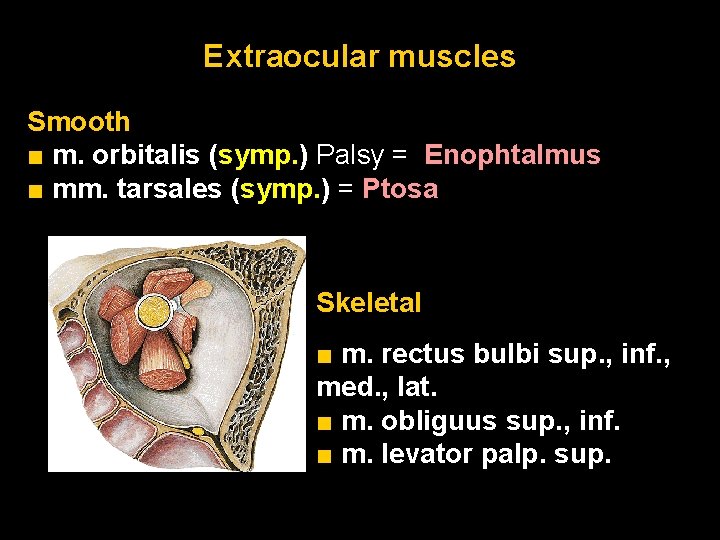 Extraocular muscles Smooth ■ m. orbitalis (symp. ) Palsy = Enophtalmus ■ mm. tarsales