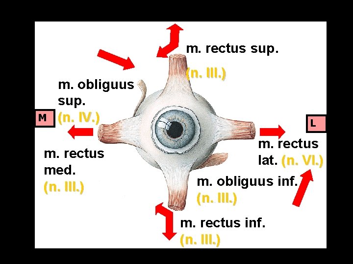 m. rectus sup. M m. obliguus sup. (n. IV. ) m. rectus med. (n.