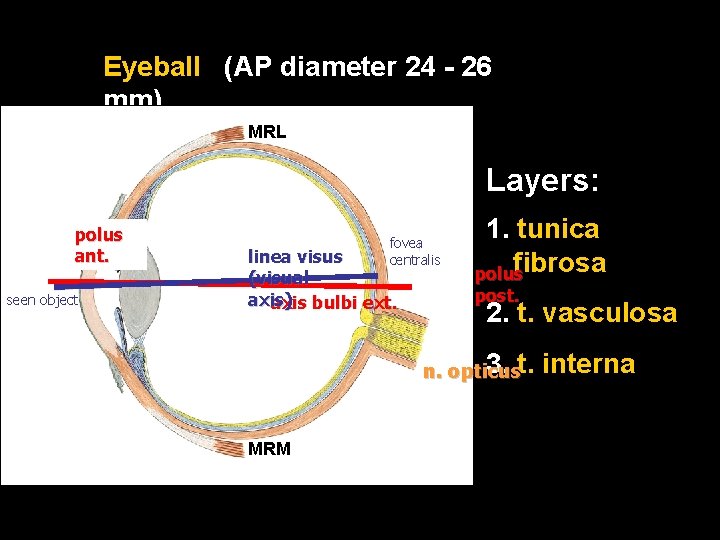 Eyeball (AP diameter 24 - 26 mm) MRL Layers: polus ant. seen object fovea