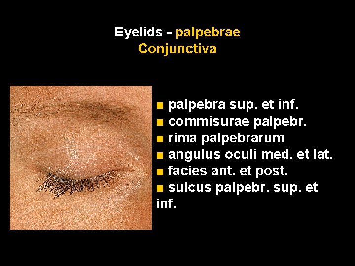 Eyelids - palpebrae Conjunctiva ■ palpebra sup. et inf. ■ commisurae palpebr. ■ rima