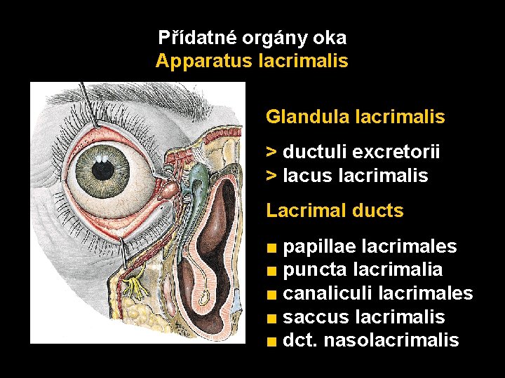 Přídatné orgány oka Apparatus lacrimalis Glandula lacrimalis > ductuli excretorii > lacus lacrimalis Lacrimal