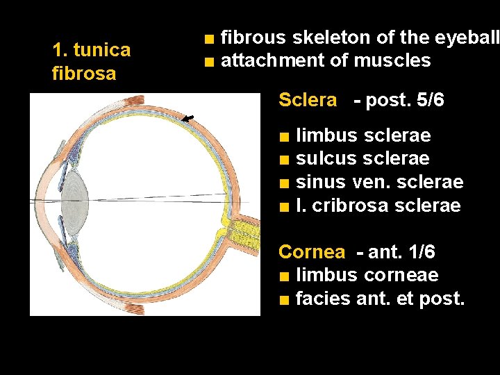 1. tunica fibrosa ■ fibrous skeleton of the eyeball ■ attachment of muscles Sclera