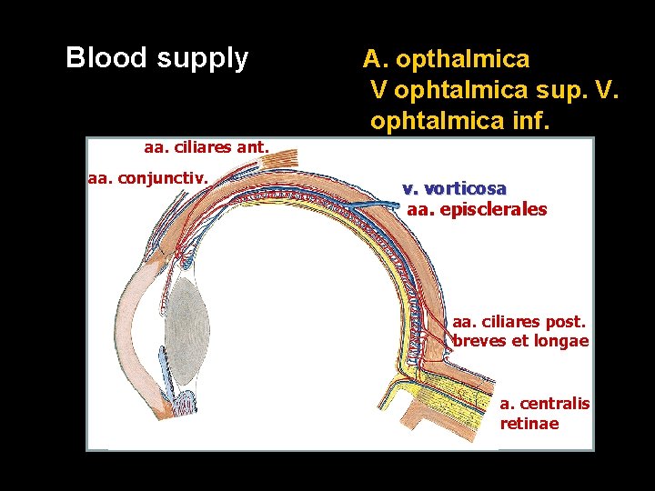 Blood supply A. opthalmica V ophtalmica sup. V. ophtalmica inf. aa. ciliares ant. aa.