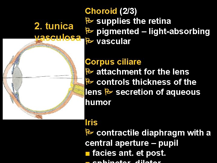 Choroid (2/3) supplies the retina 2. tunica pigmented – light-absorbing vasculosa vascular Corpus ciliare