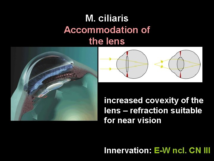 M. ciliaris Accommodation of the lens increased covexity of the lens – refraction suitable