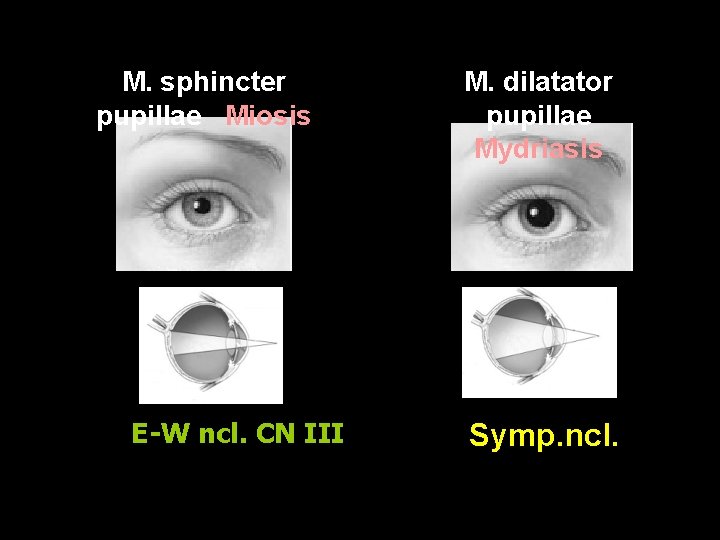 M. sphincter pupillae Miosis E-W ncl. CN III M. dilatator pupillae Mydriasis Symp. ncl.