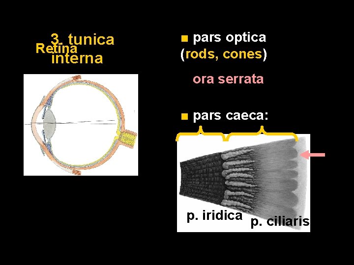 3. tunica Retina interna ■ pars optica (rods, cones) ora serrata ■ pars caeca: