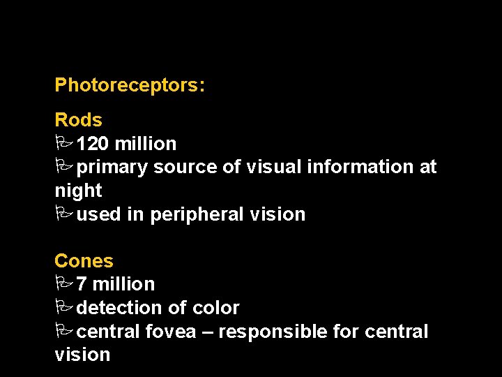 Photoreceptors: Rods P 120 million Pprimary source of visual information at night Pused in