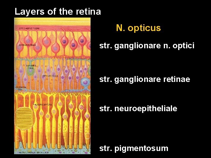 Layers of the retina N. opticus str. ganglionare n. optici str. ganglionare retinae str.