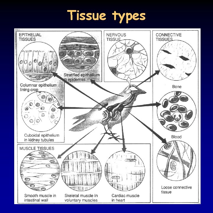 Tissue types 
