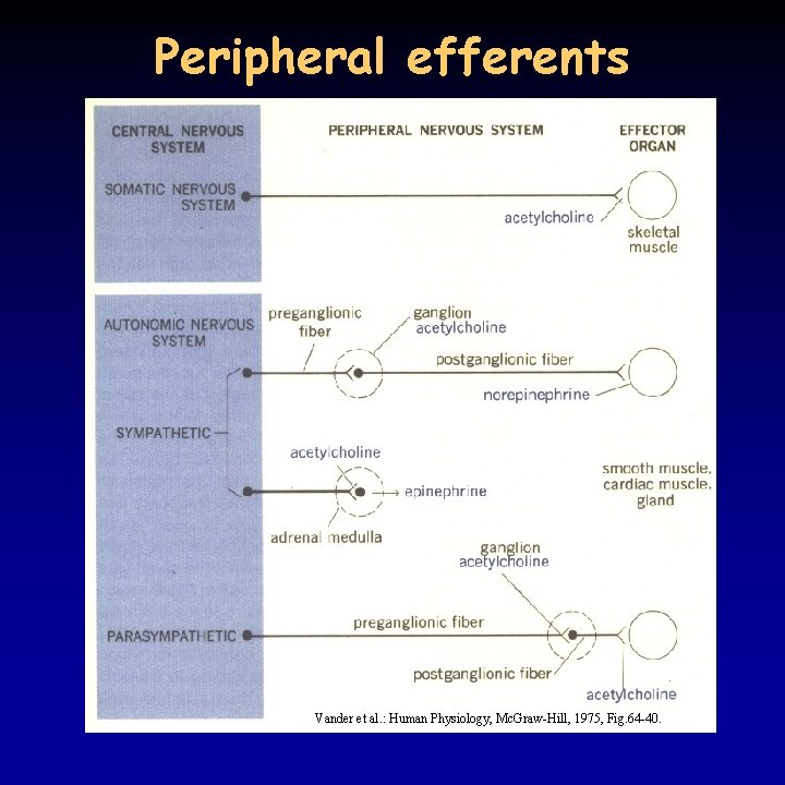 Peripheral efferents Vander et al. : Human Physiology, Mc. Graw-Hill, 1975, Fig. 64 -40.