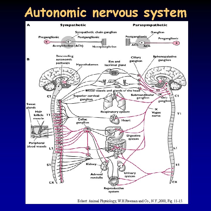 Autonomic nervous system Eckert: Animal Physiology, W. H. Freeman and Co. , N. Y.