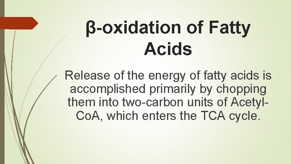 β-oxidation of Fatty Acids Release of the energy of fatty acids is accomplished primarily