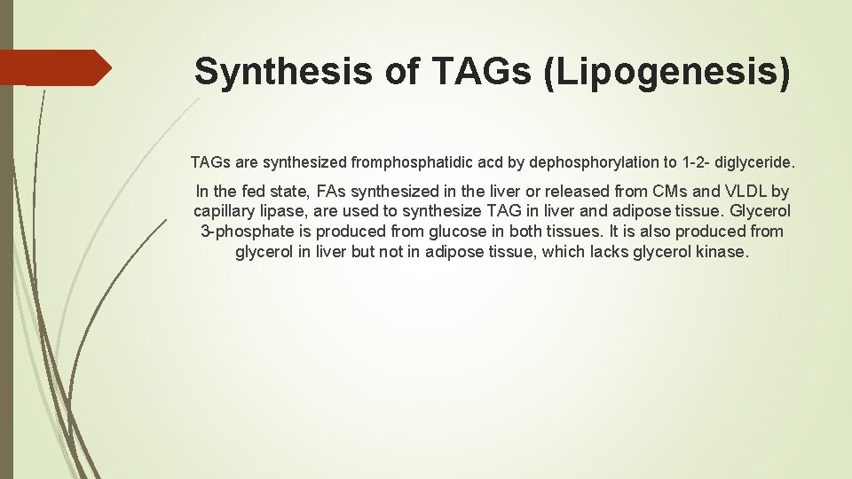 Synthesis of TAGs (Lipogenesis) TAGs are synthesized fromphosphatidic acd by dephosphorylation to 1 -2