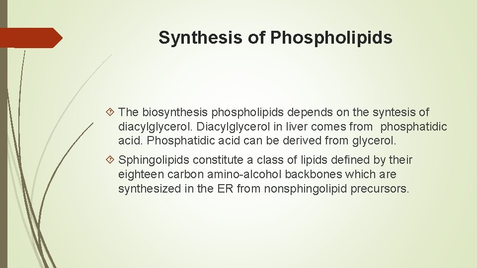 Synthesis of Phospholipids The biosynthesis phospholipids depends on the syntesis of diacylglycerol. Diacylglycerol in