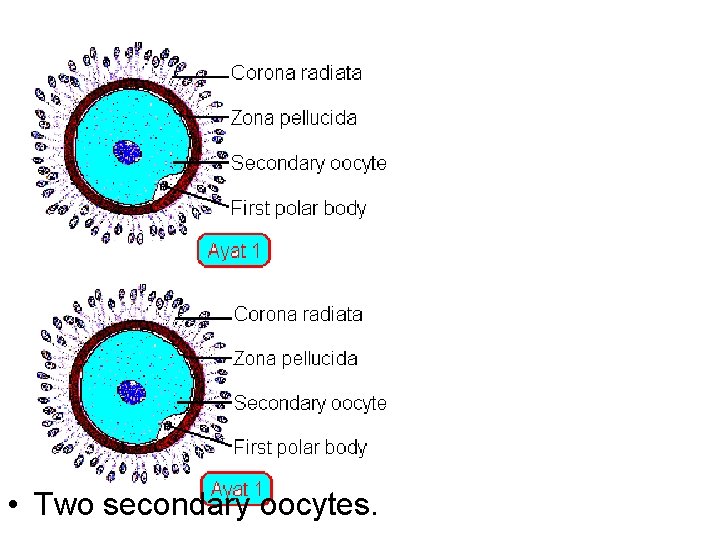  • Two secondary oocytes. 