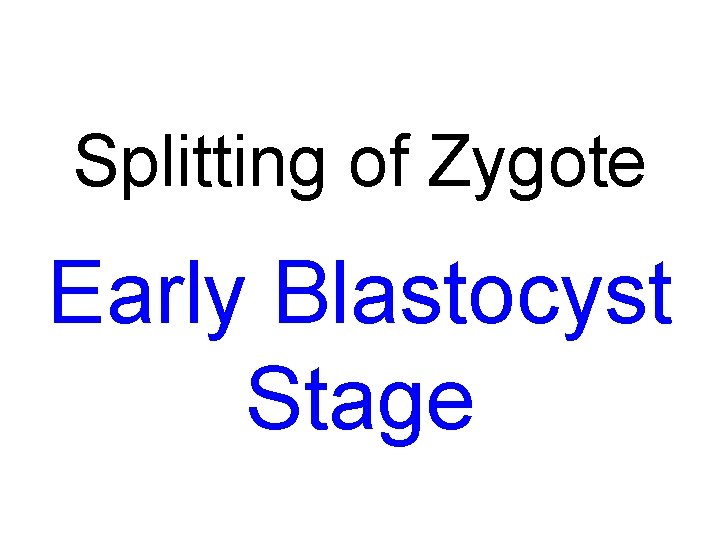 Splitting of Zygote Early Blastocyst Stage 