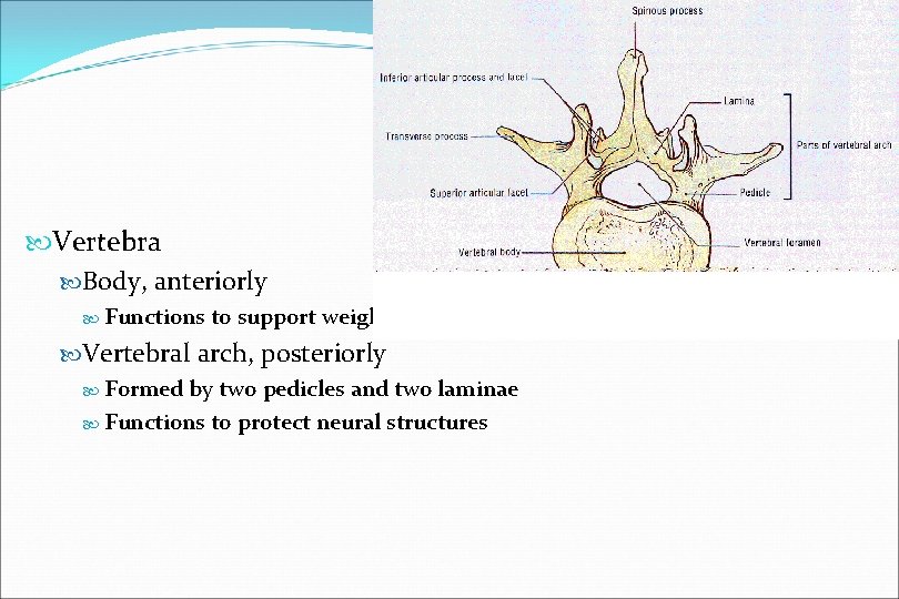  Vertebra Body, anteriorly Functions to support weight Vertebral arch, posteriorly Formed by two