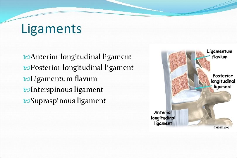 Ligaments Anterior longitudinal ligament Posterior longitudinal ligament Ligamentum flavum Interspinous ligament Supraspinous ligament 