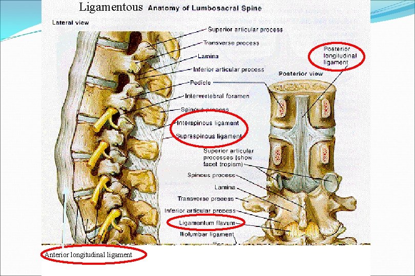 Ligamentous Anterior longitudinal ligament 