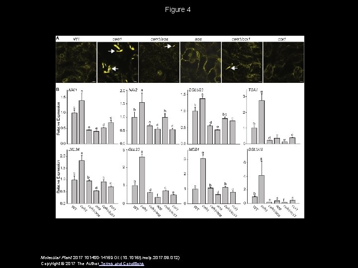 Figure 4 Molecular Plant 2017 101400 -1416 DOI: (10. 1016/j. molp. 2017. 09. 012)