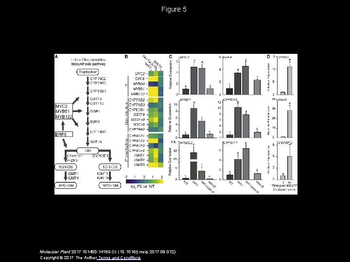 Figure 5 Molecular Plant 2017 101400 -1416 DOI: (10. 1016/j. molp. 2017. 09. 012)