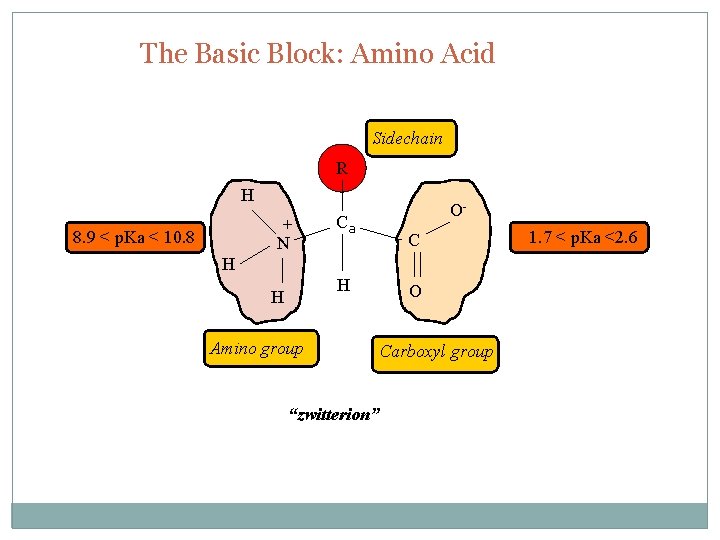 The Basic Block: Amino Acid Sidechain R H + N 8. 9 < p.