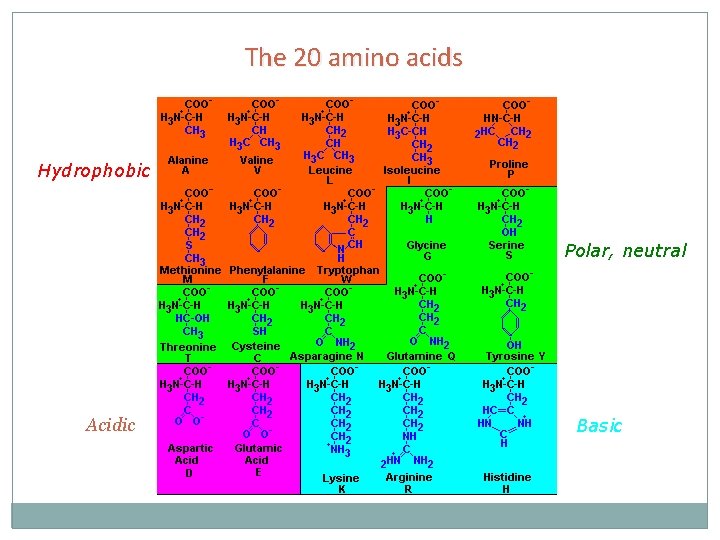 The 20 amino acids Hydrophobic Polar, neutral Acidic Basic 