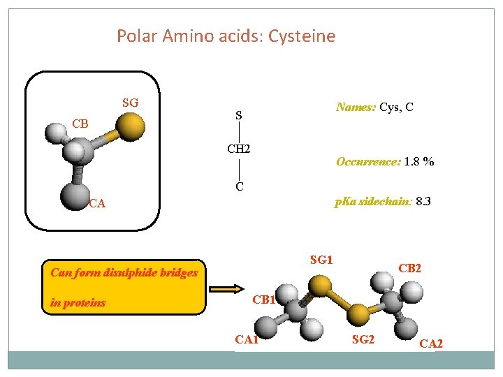 Polar Amino acids: Cysteine SG CB Names: Cys, C S CH 2 Occurrence: 1.