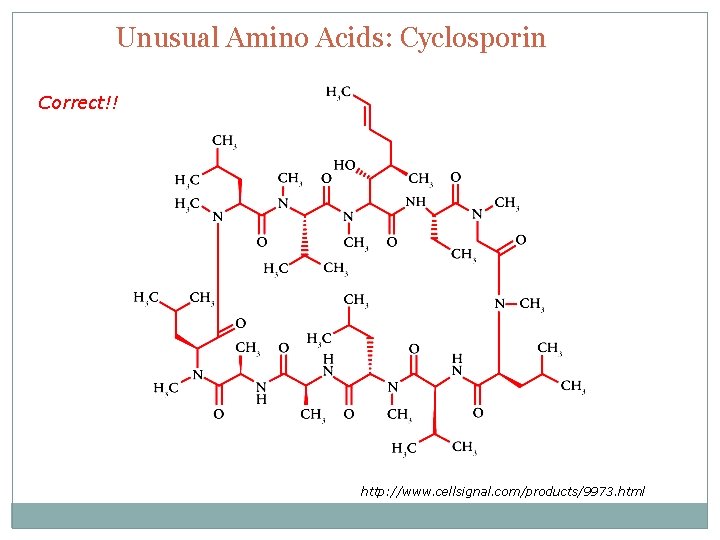 Unusual Amino Acids: Cyclosporin Correct!! http: //www. cellsignal. com/products/9973. html 