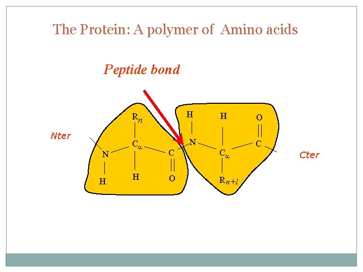 The Protein: A polymer of Amino acids Peptide bond H N H Ca H
