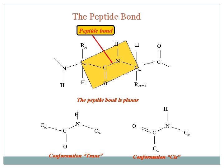 The Peptide Bond Peptide bond H H N Ca N O Rn C Ca