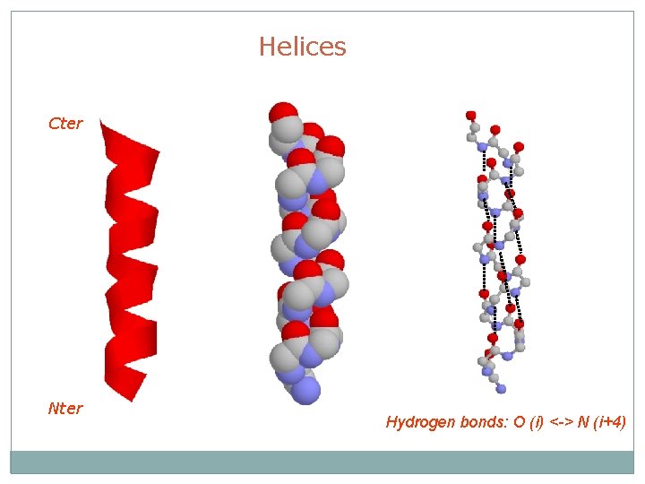 Helices Cter Nter Hydrogen bonds: O (i) <-> N (i+4) 