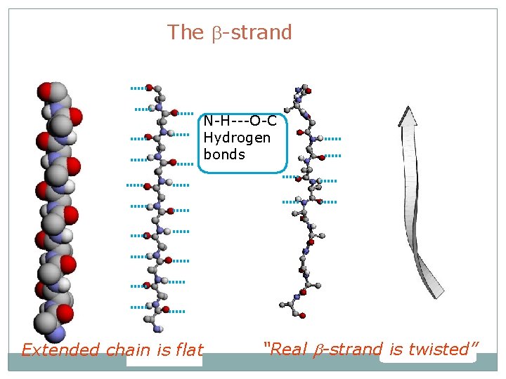 The b-strand N-H---O-C Hydrogen bonds Extended chain is flat “Real b-strand is twisted” 