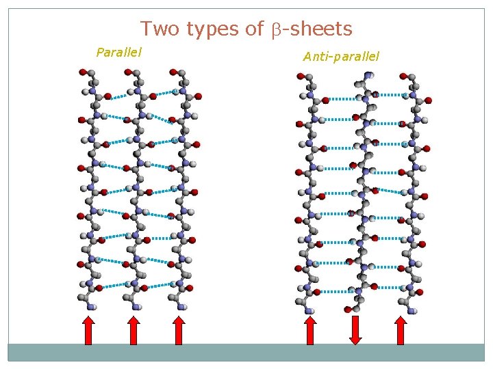 Two types of b-sheets Parallel Anti-parallel 