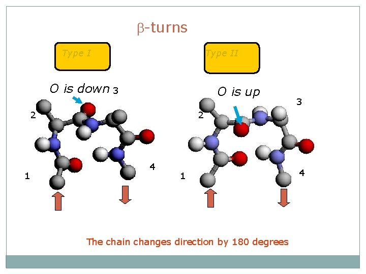 b-turns Type II O is down 3 O is up 2 1 3 2