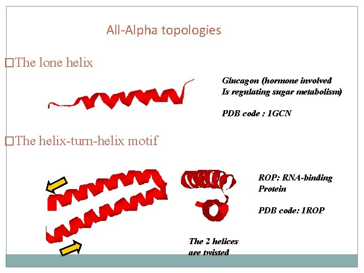 All-Alpha topologies �The lone helix Glucagon (hormone involved Is regulating sugar metabolism) PDB code