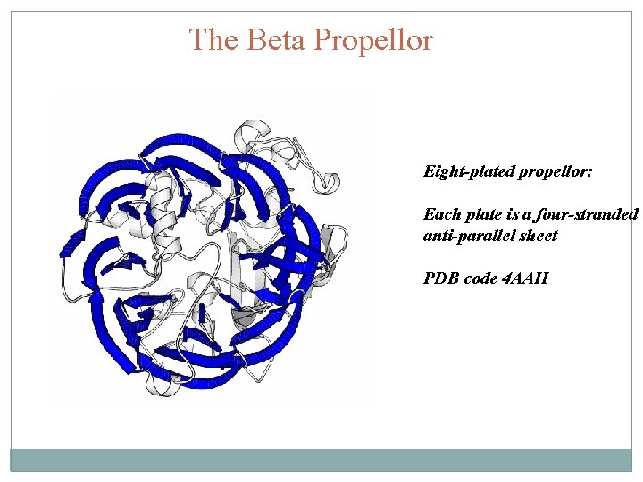 The Beta Propellor Eight-plated propellor: Each plate is a four-stranded anti-parallel sheet PDB code