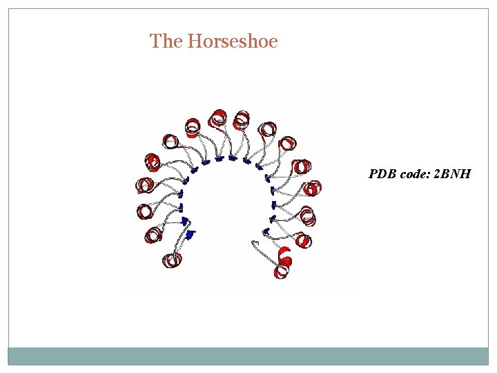 The Horseshoe PDB code: 2 BNH 