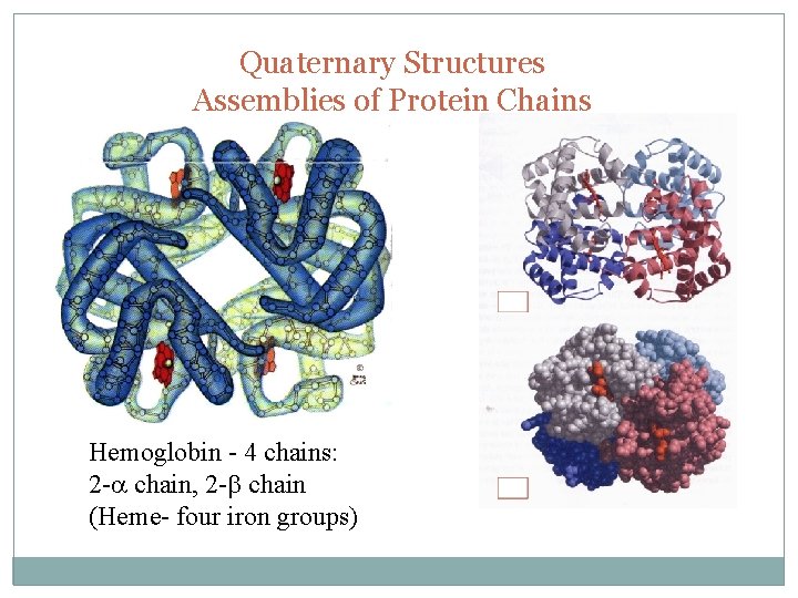 Quaternary Structures Assemblies of Protein Chains Hemoglobin - 4 chains: 2 -a chain, 2