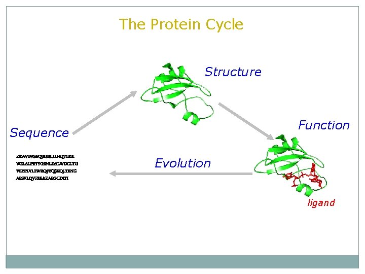 The Protein Cycle Structure Function Sequence KKAVINGEQIRSISDLHQTLKK WELALPEYYGENLDALWDCLTG VEYPLVLEWRQFEQSKQLTENG AESVLQVFREAKAEGCDITI Evolution ligand 