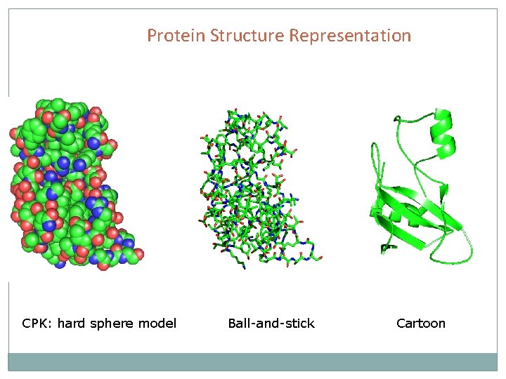 Protein Structure Representation CPK: hard sphere model Ball-and-stick Cartoon 